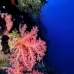 coral_soft_bro_l_e_v_0005_egy0420.jpg